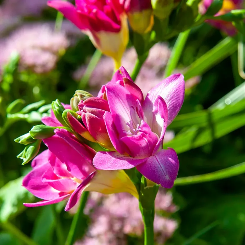 Frezja Double Pink (różowa)