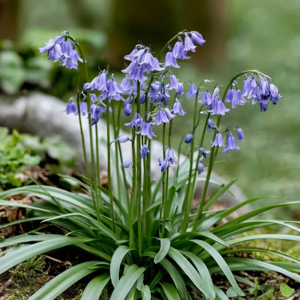 Ifejon Uniflorum Wisley Blue (niebieski)