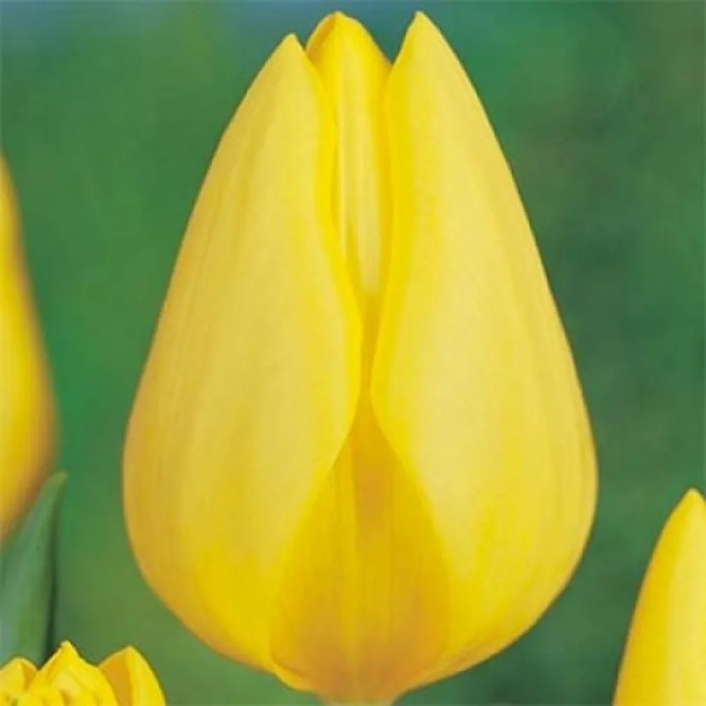 Tulipan Friendship 1998 (żółty)