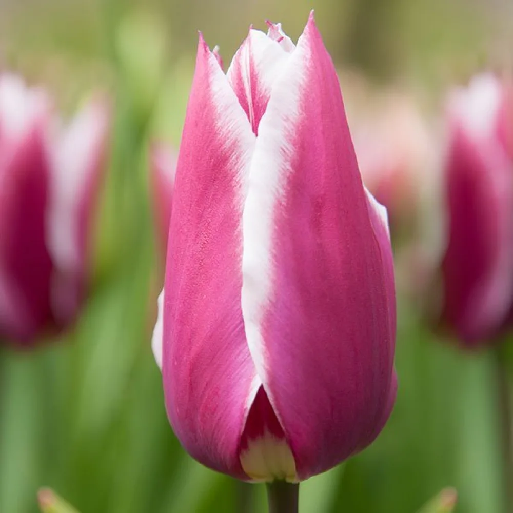 Tulipan Claudia (fioletowy)