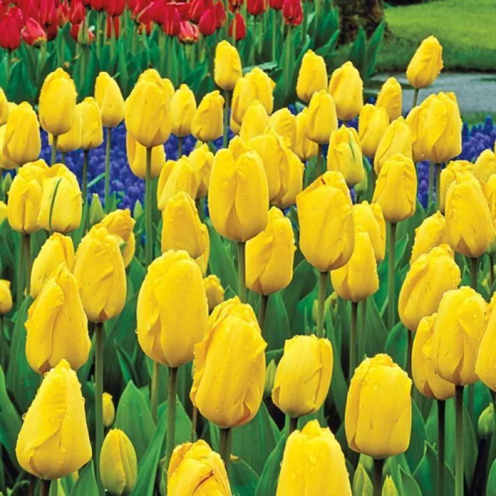 Tulipan Golden parade (złoty)