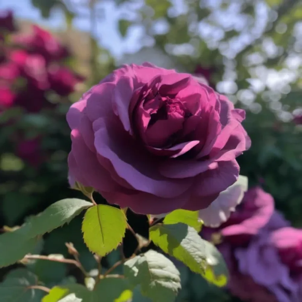Róża Magenta Temptation – z gołym korzeniem