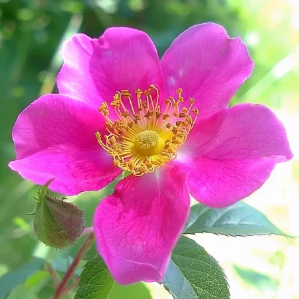 Róża Shakespeares Garden – z gołym korzeniem