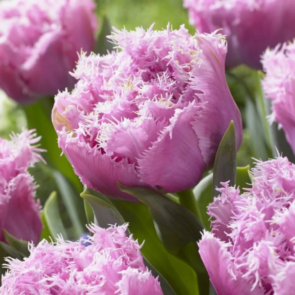 Tulipan Perth (różowy)