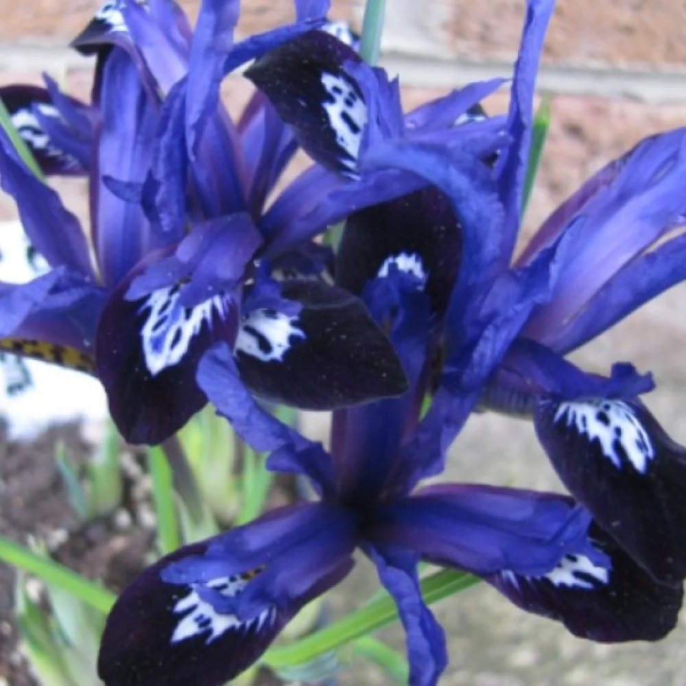 Irys Blue Note Reticulata (niebieski)