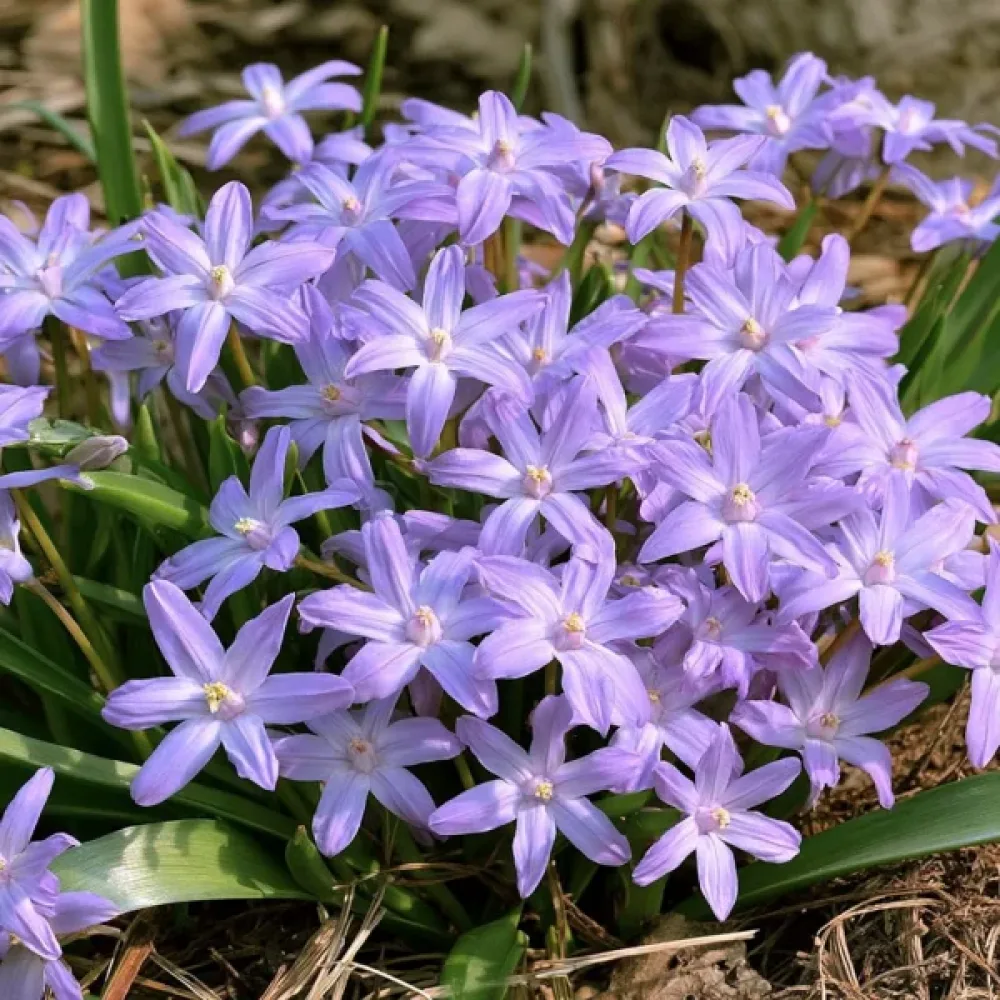 Śnieżnik Violet Beauty (fioletowy)