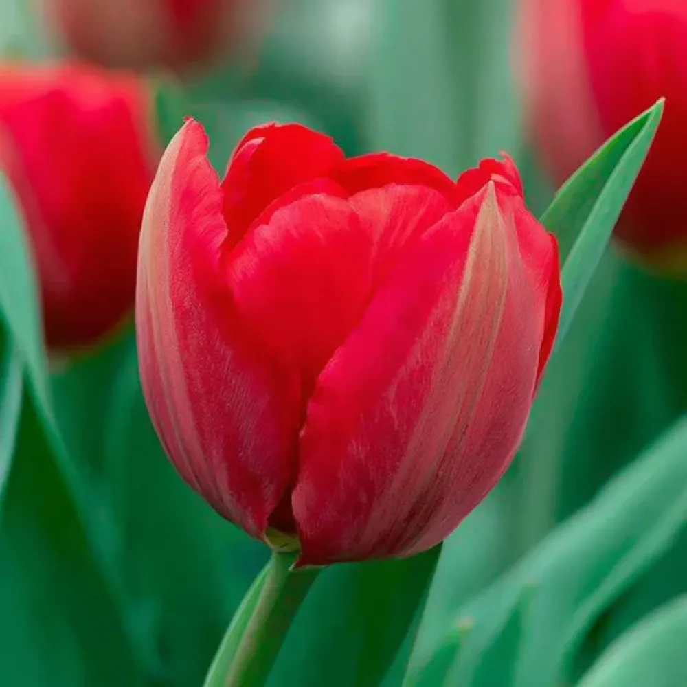 Tulipan Canadian Liberator