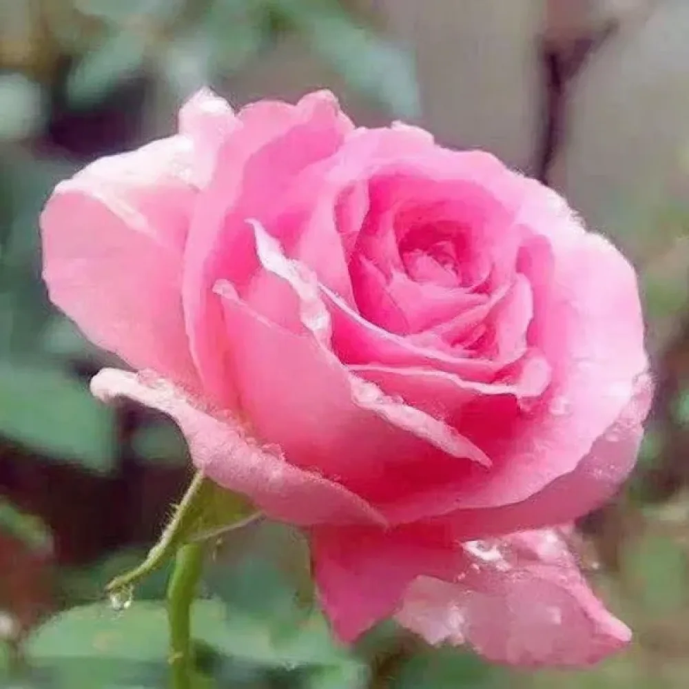 Róża Pink Pearl (różowa)