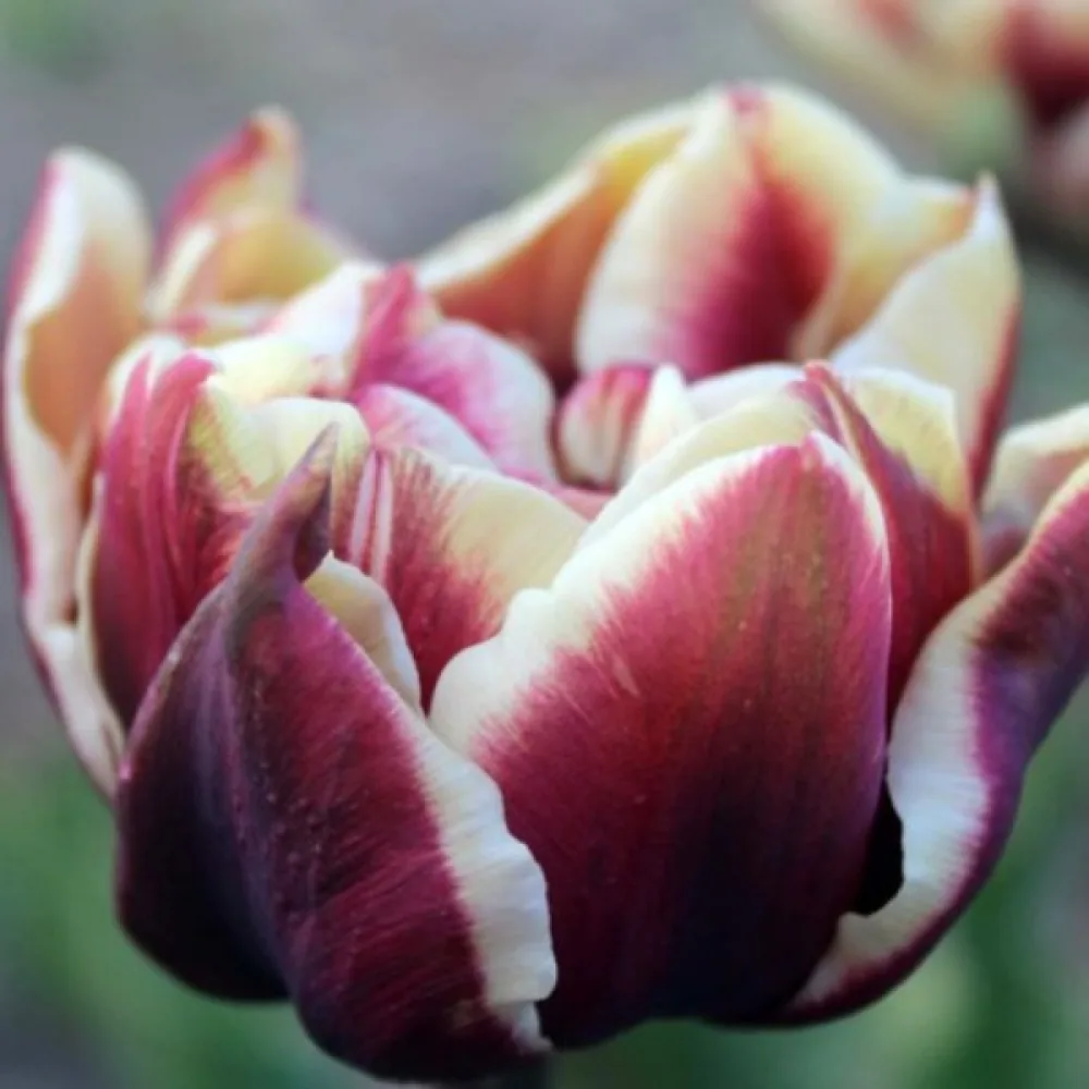 Tulipan Wyndham (bordowy)