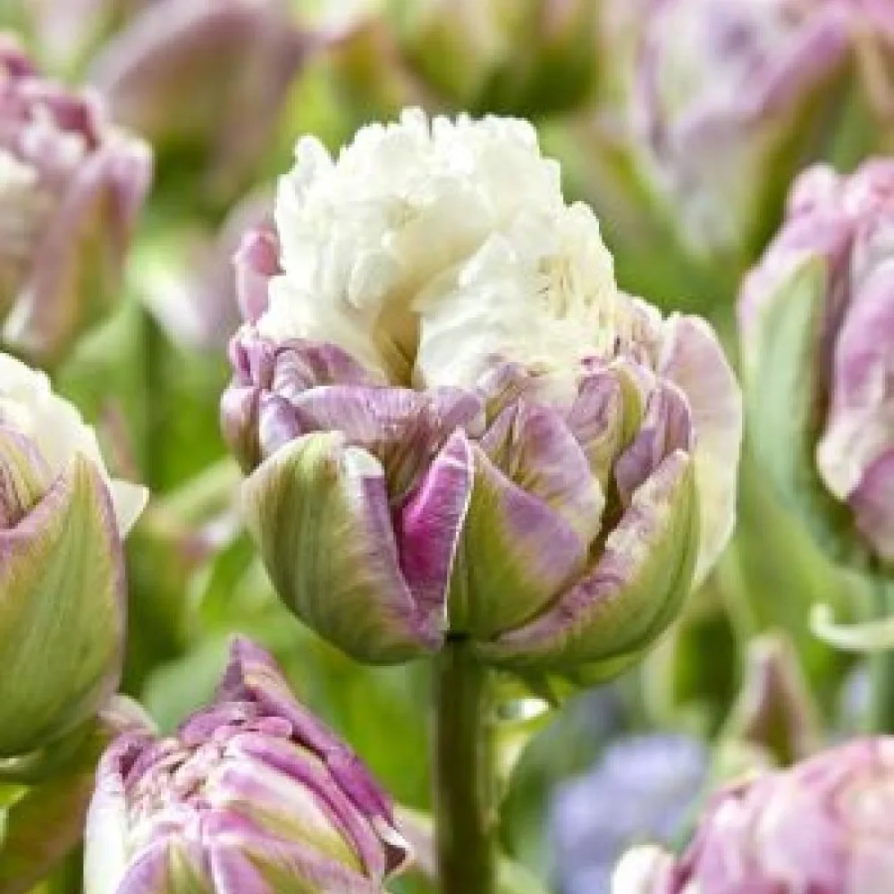 Tulipan Mystery Valley