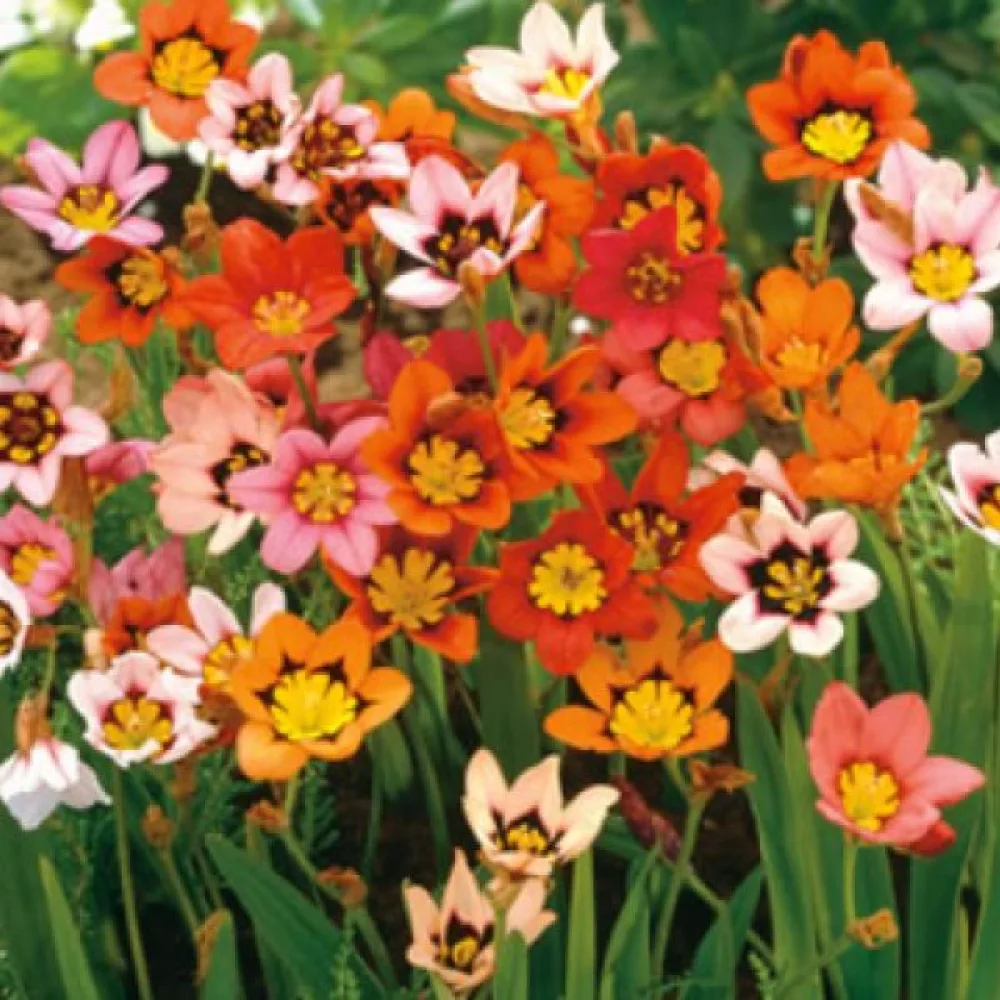 Sparaksis Sparaxis mixed (pstra mieszanka)