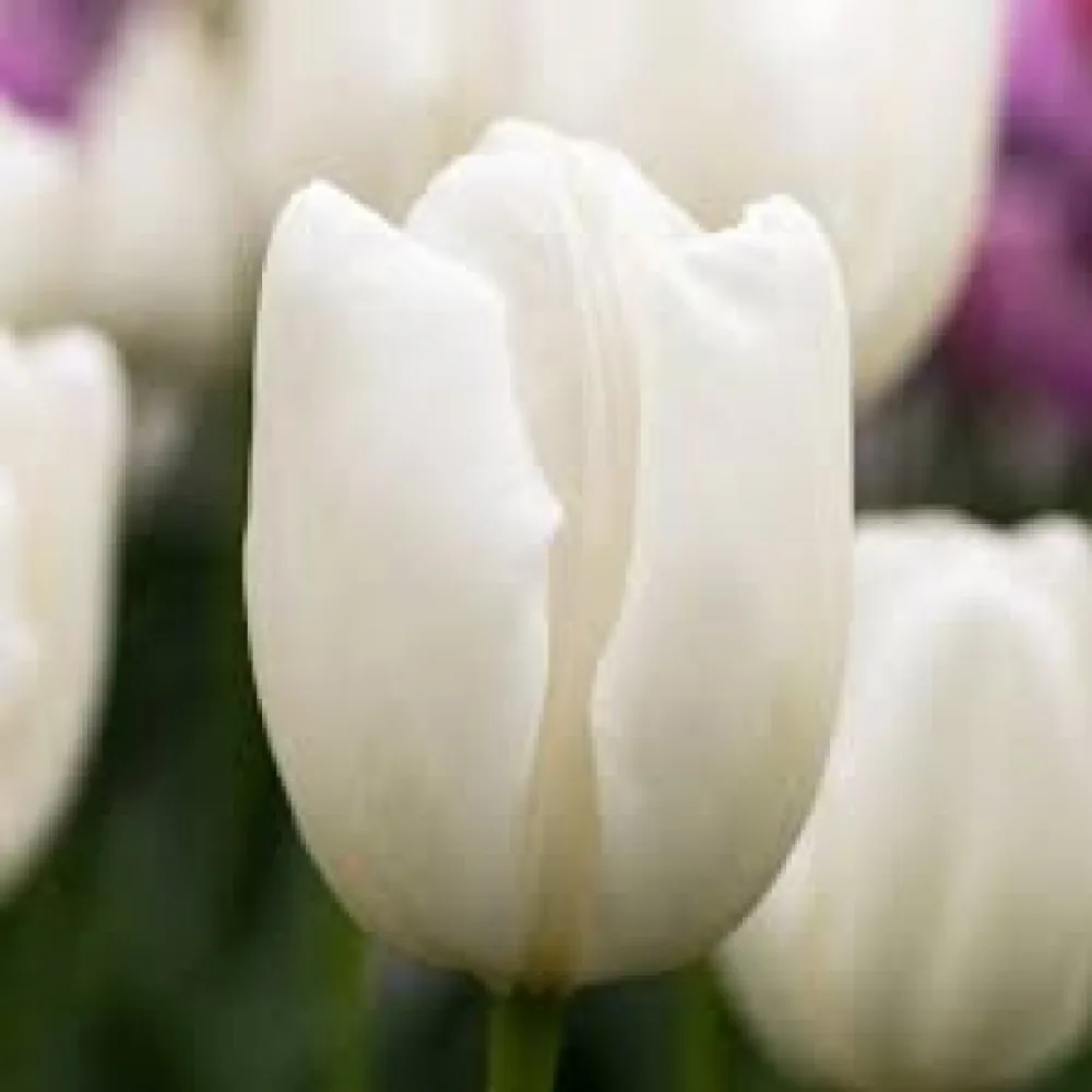 Tulipan Hakuun (biały)
