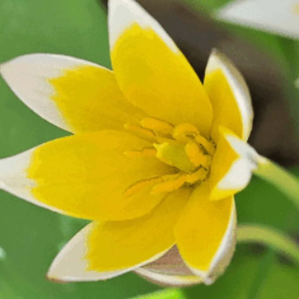 Tulipan Tarda Dasystemon (niski)