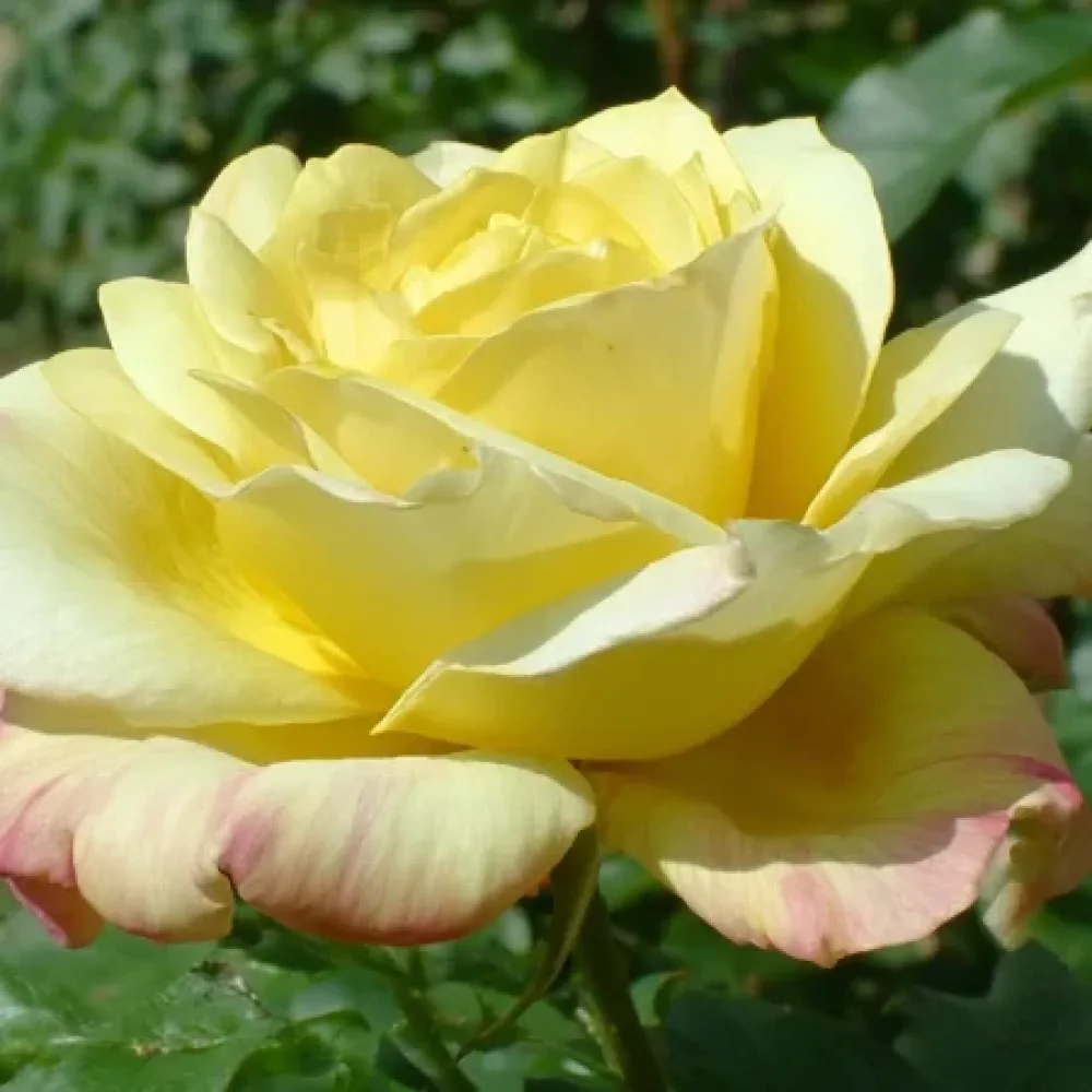 Róża Radiant Gold – z gołym korzeniem