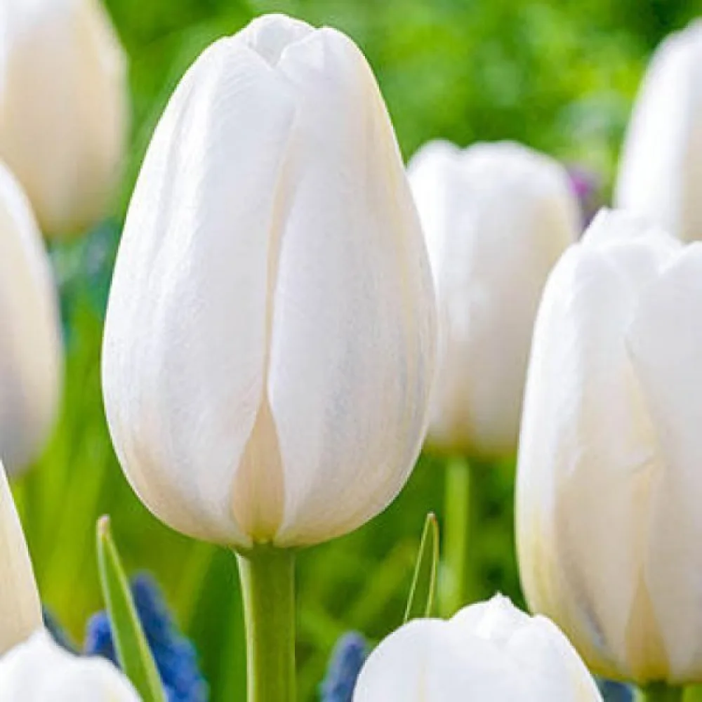 Tulipan Clearwater (czerwony)