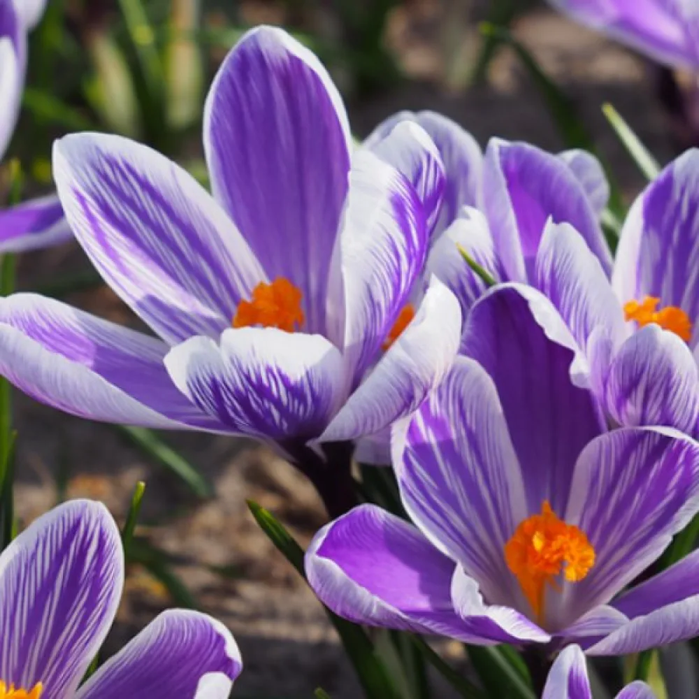 Krokus King of the striped vernus (pasiasty)