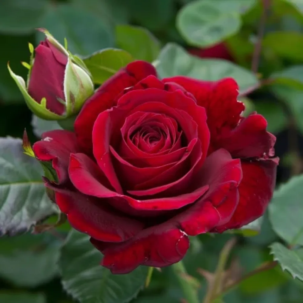 Róża Evening Bloom Harp – z gołym korzeniem