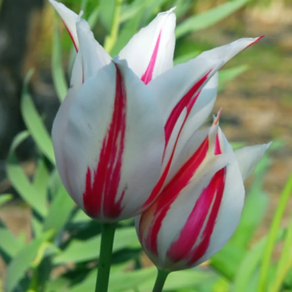 Tulipan Marilyn (czerwony)