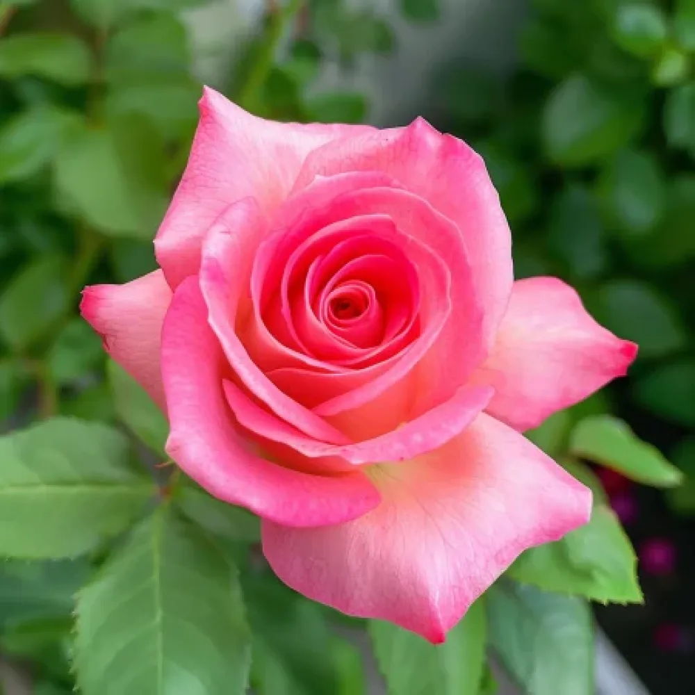 Róża Pink Snowflake – z gołym korzeniem