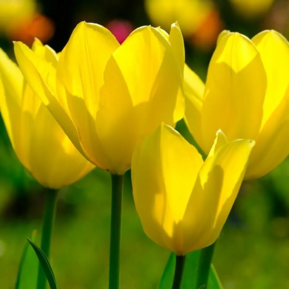 Tulipan Candela (żółty)