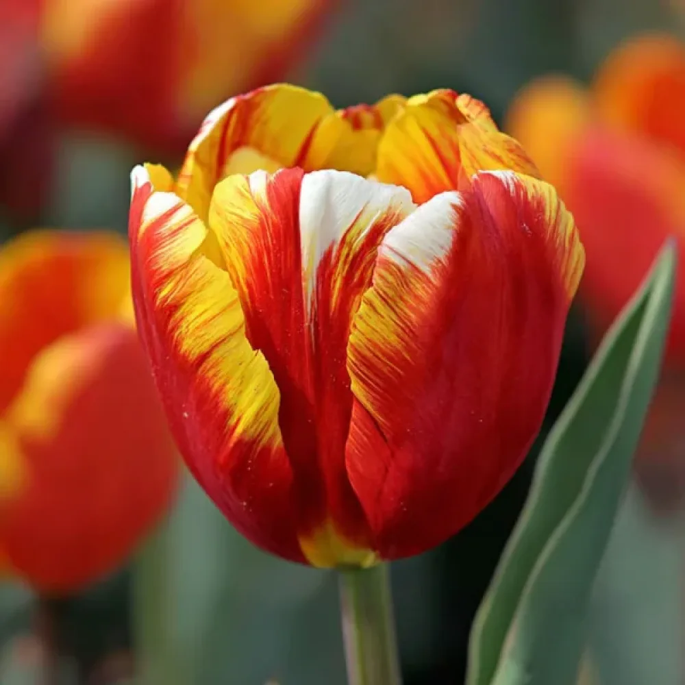 Tulipan Dow Jones (żółty)