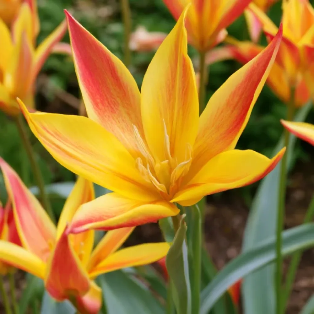 Tulipan Kolpakowskiana (żółty)