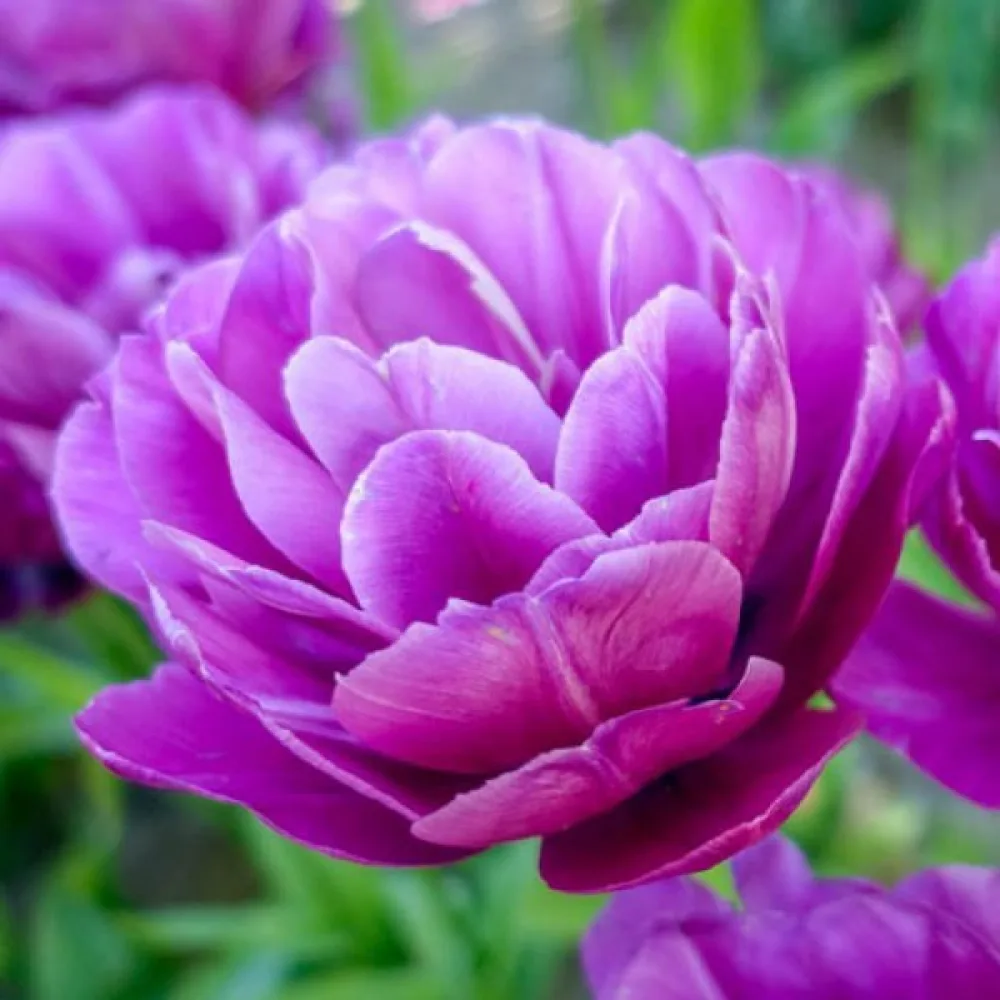 Tulipan Blue spectacle (fioletowy)