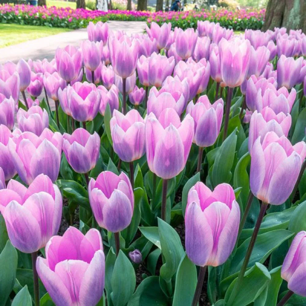 Tulipan Light And Dreamy
