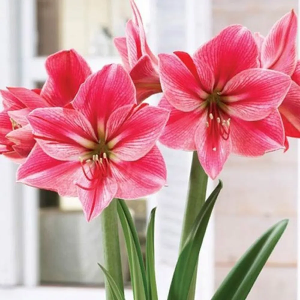 Amarylis Gervase (ognisty)