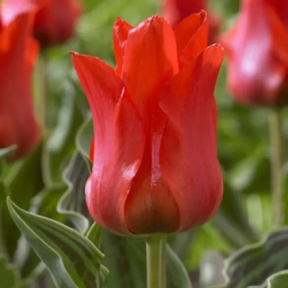 Tulipan Red riding hood