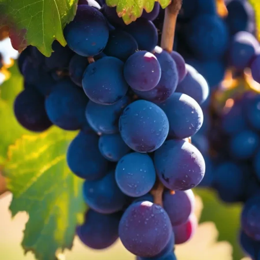 Winorośl odmiana Syrah – wcześnie dojrzewająca