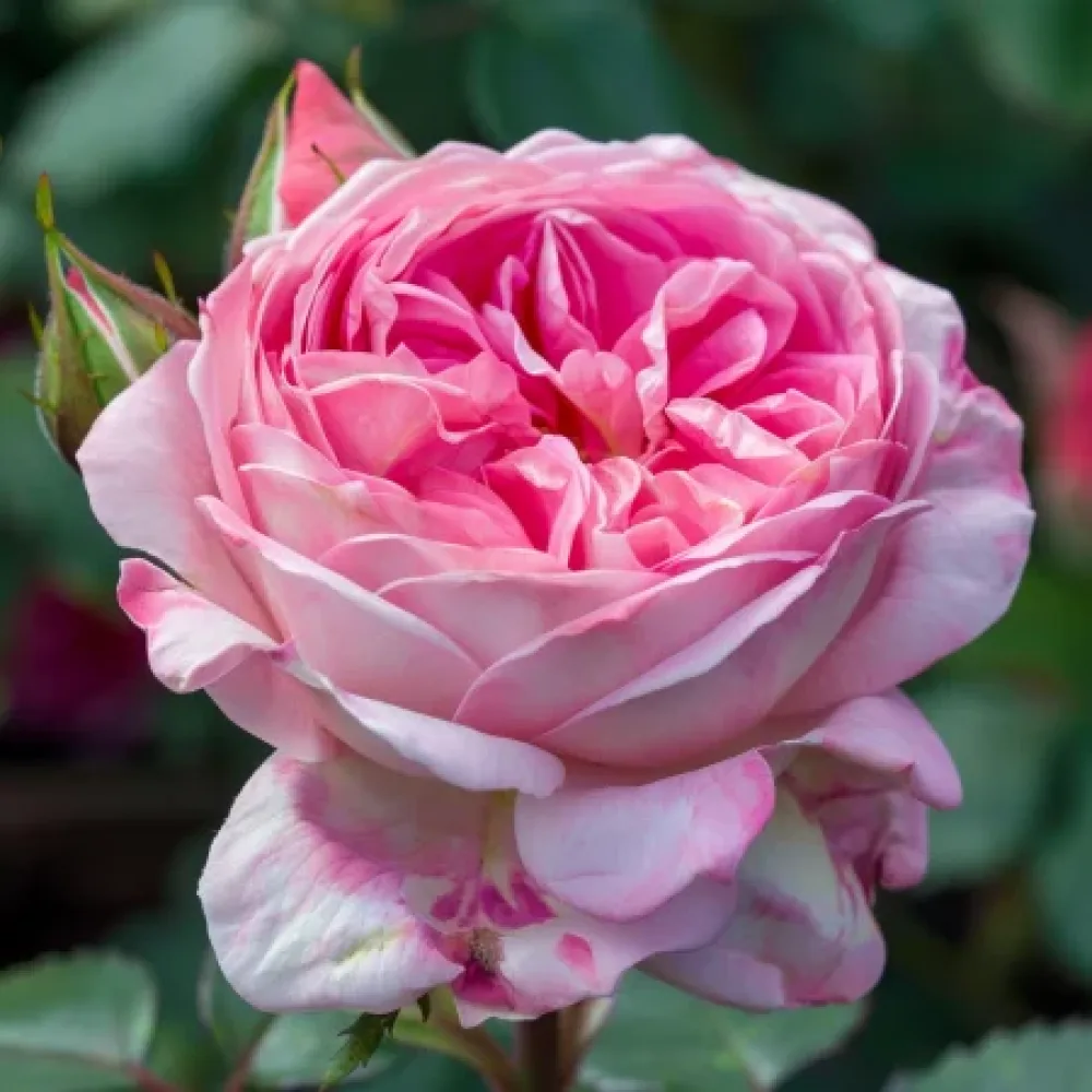 Róża Pink Sentinel – z gołym korzeniem