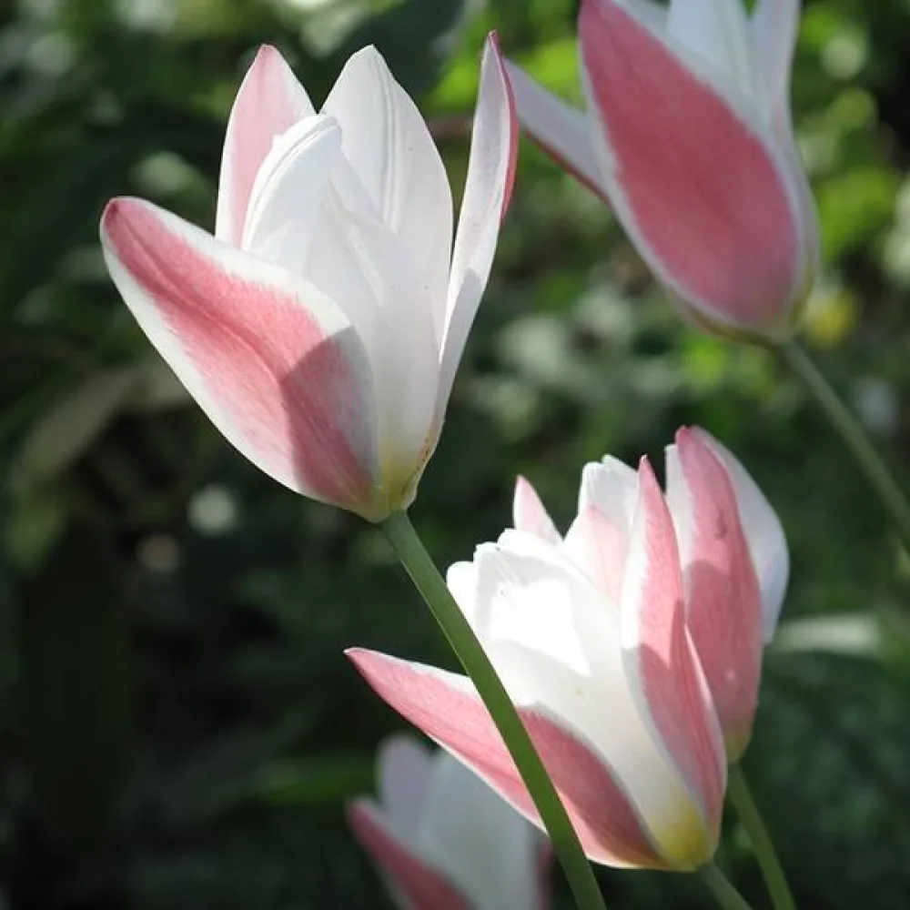 Tulipan Lady Jane (kremowy)