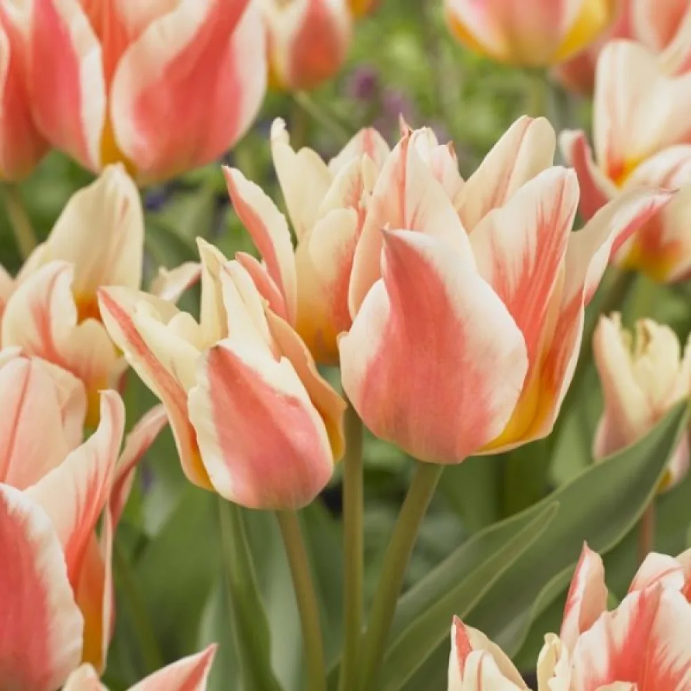 Tulipan Quebec (biały)