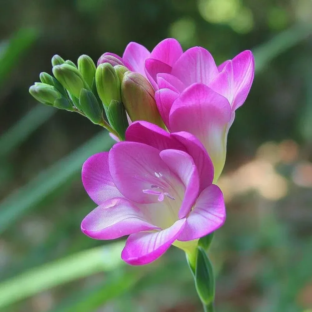 Frezja Pink Single (różowa)