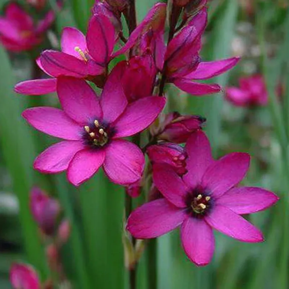 Iksja Mabel (różowa)