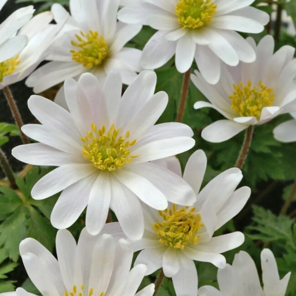 Zawilec White Splendor Blanda (biały)