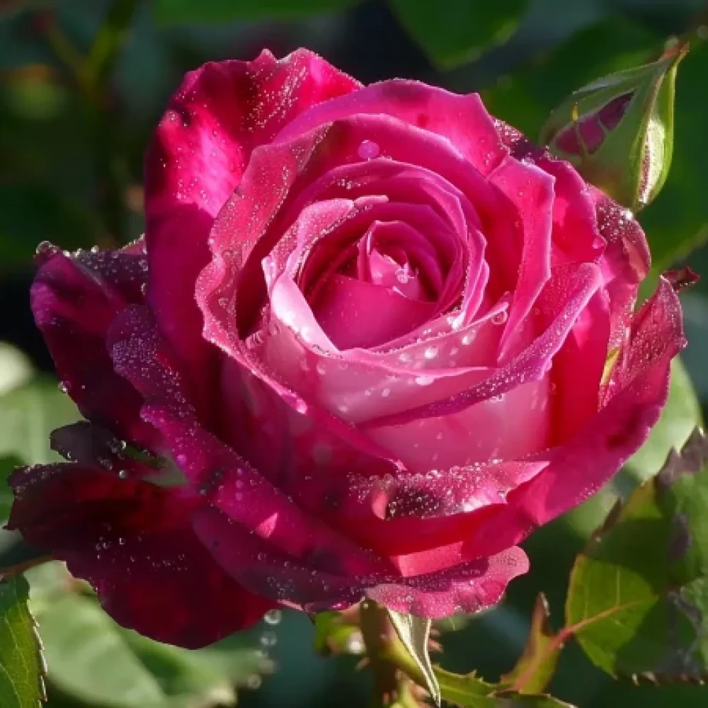 Róża Dancing Petal – z gołym korzeniem