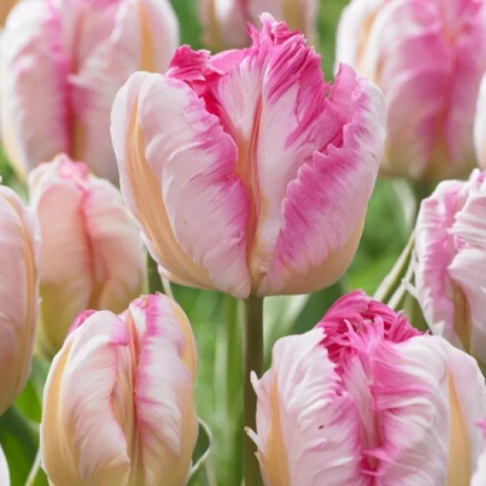 Tulipan Silver Parrot