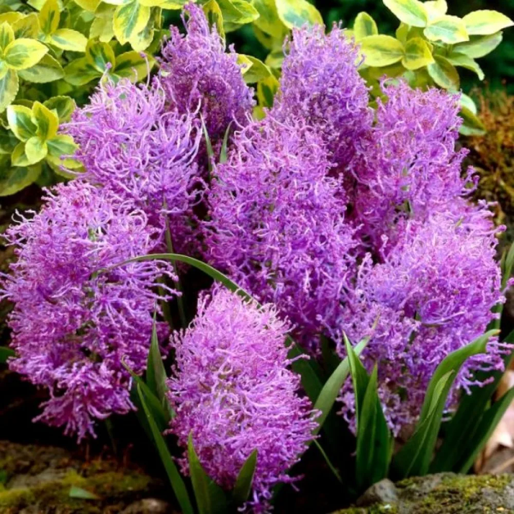 Szafirek Comosum Plumosum (fioletowy)