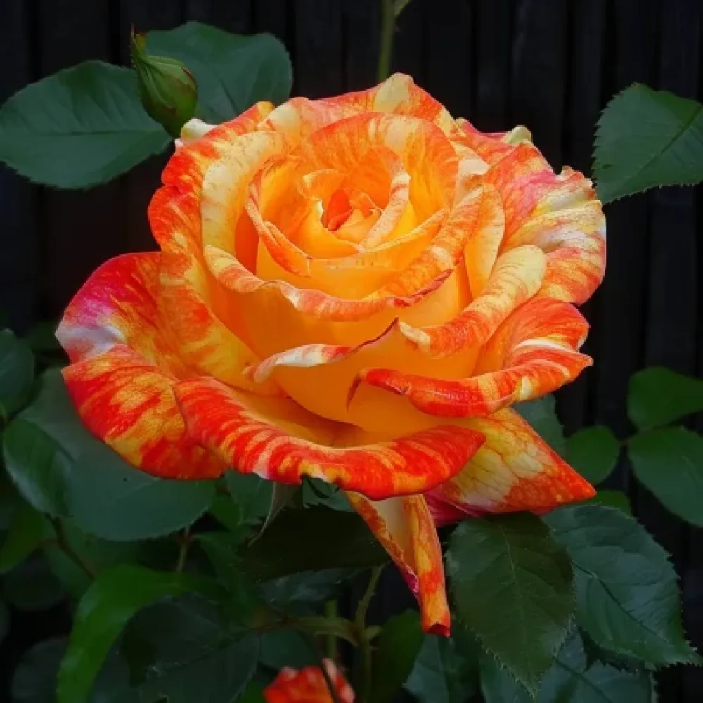 Róża Summer Memory – z gołym korzeniem