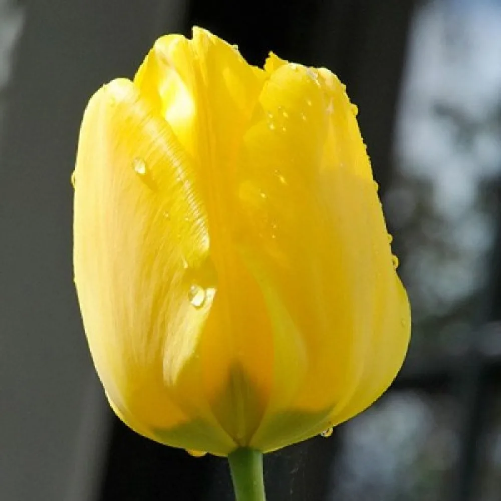 Tulipan Jan van Nes (żółty)