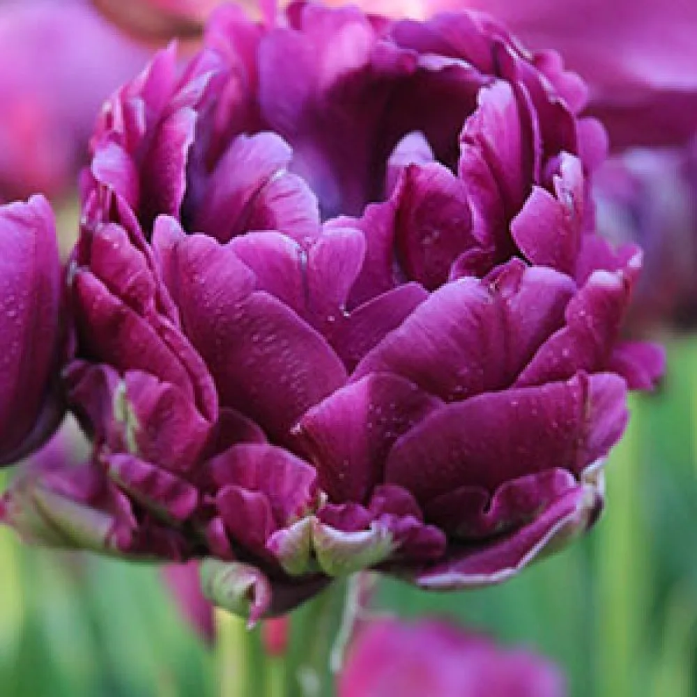Tulipan Negrita Double