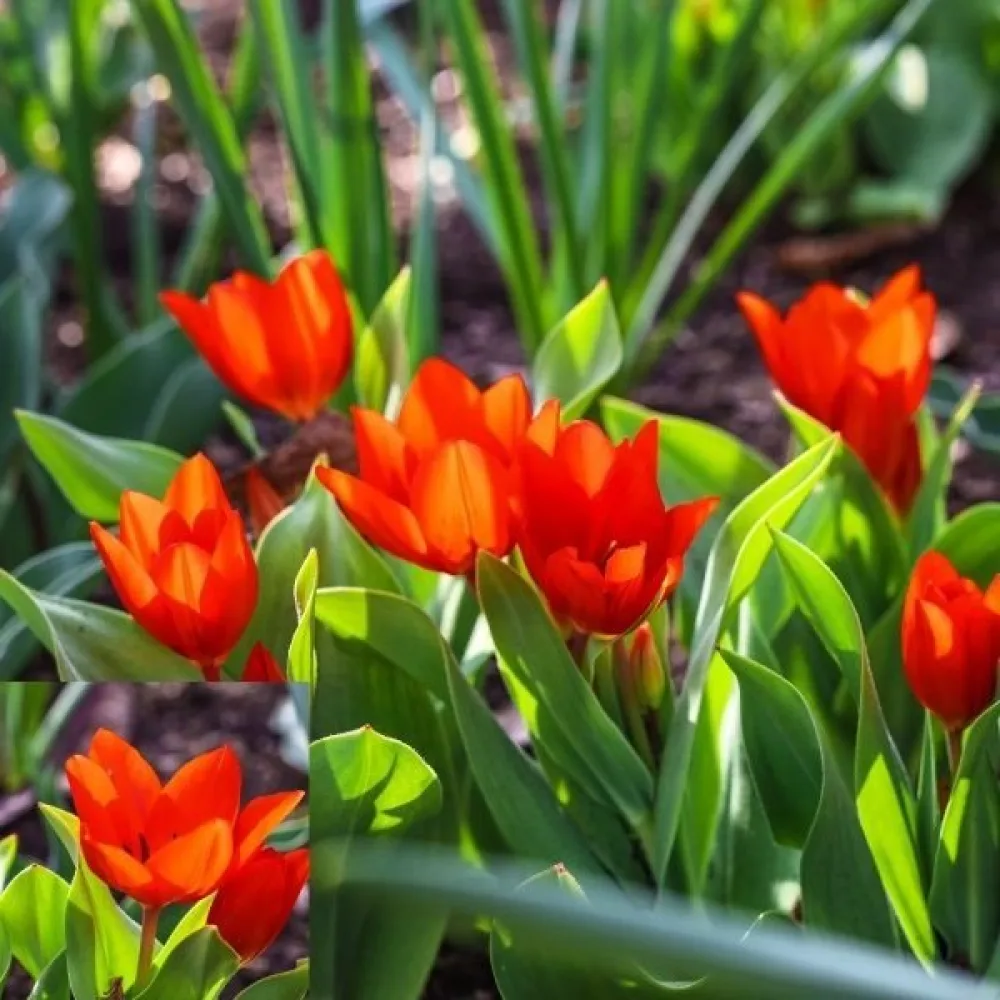 Tulipan Praestans Zwanenburg (pomarańczowy)
