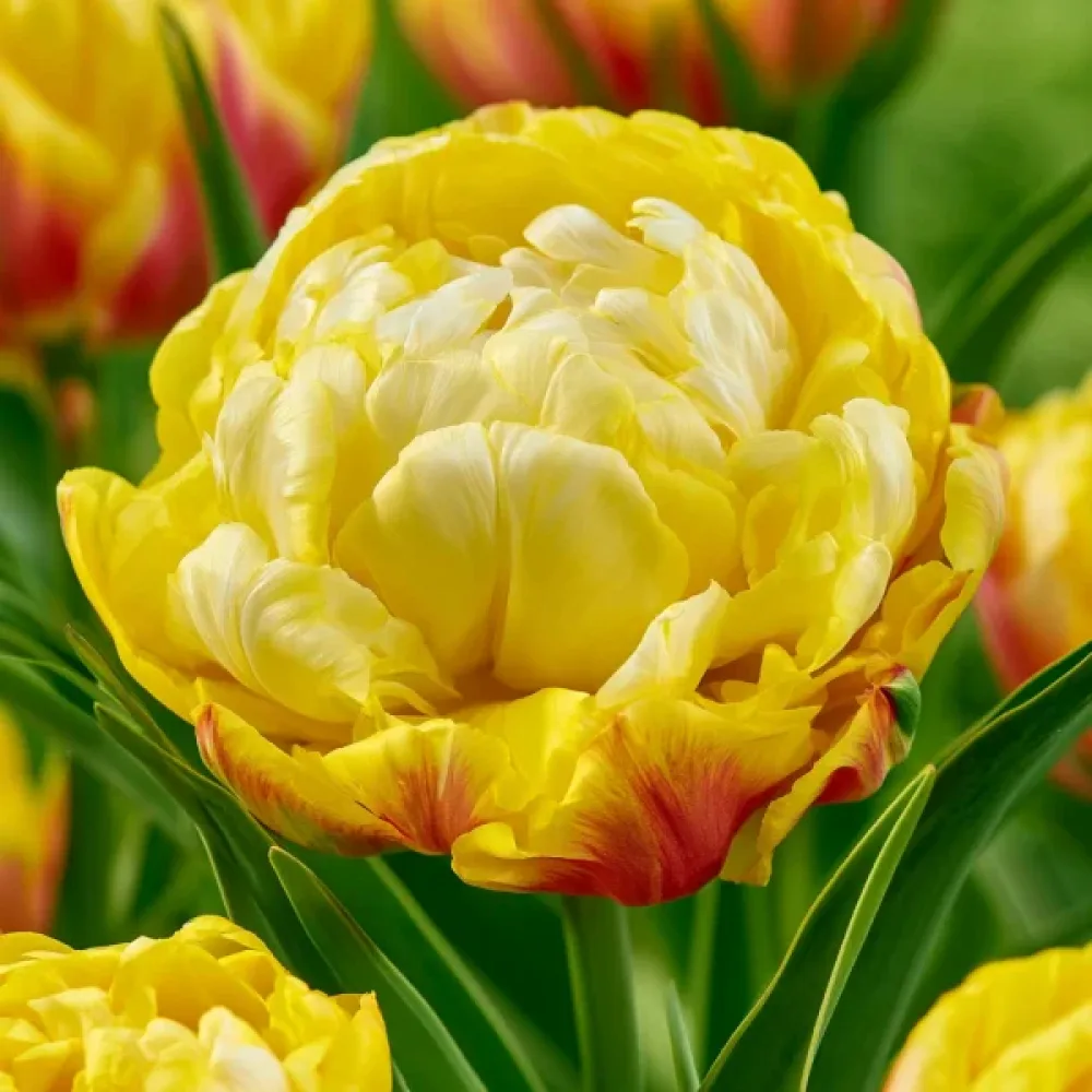 Tulipan Ice Cream Lemon (cytrynowy)