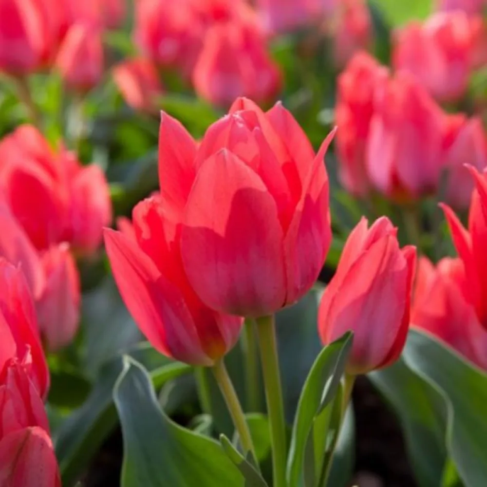 Tulipan Toronto (czerwony)