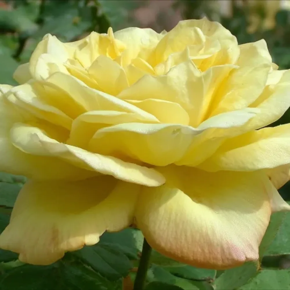 Róża Radiant Gold – z gołym korzeniem