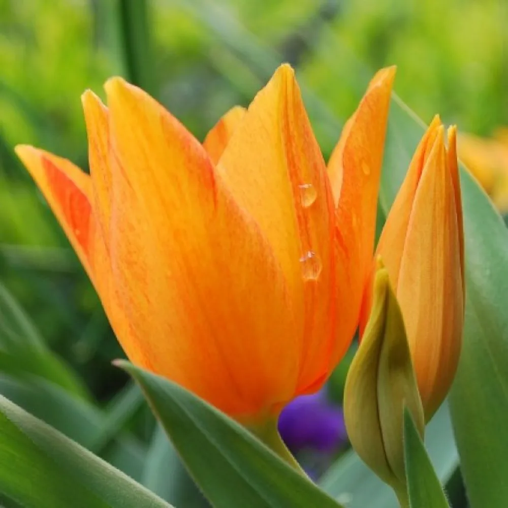 Tulipan Praestans Shogun (pomarańczowy)