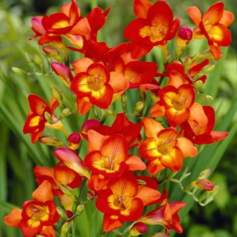 Frezja Single red (czerwona, pojedyncza)