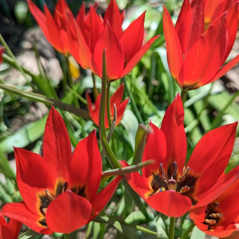 Tulipan Lizzy (różowy)